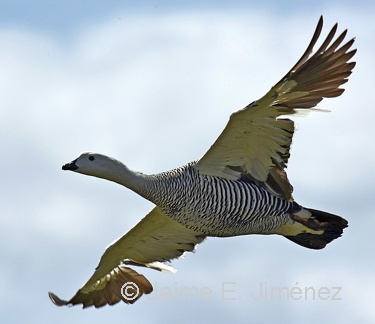 Upland Goose male