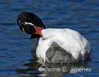 Black-necked Swan