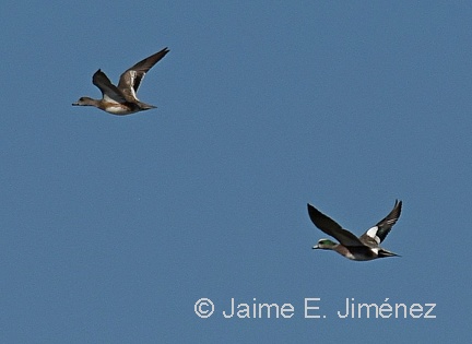 American Wigeon male and female