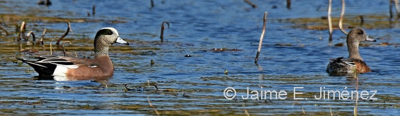 American Wigeon male and female