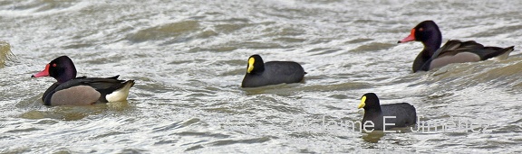 Rosy-billed Pochards  White-winged Coots
