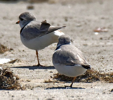 Piping Plovers