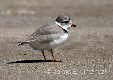 Piping Plover