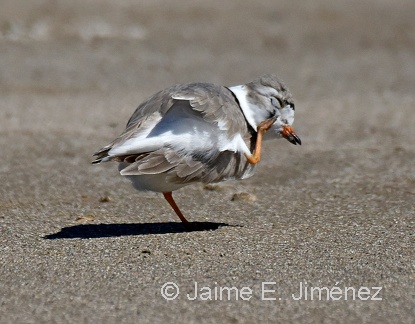 Piping Plover