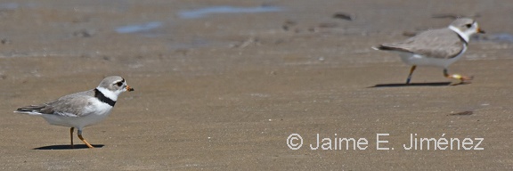 Piping Plovers