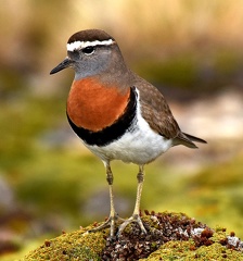 Rufous-chested Dotterel