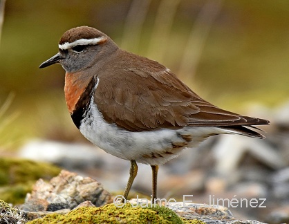 Rufous-chested Dotterel