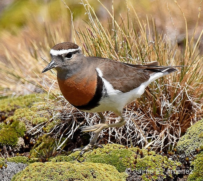 Rufous-chested_Dotterel_Charadrius_modestus_Cerro_Bandera_Navarino_Island_Chile_3.jpg