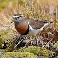 Rufous-chested Dotterel