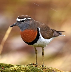 Rufous-chested Dotterel