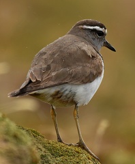 Rufous-chested Dotterel