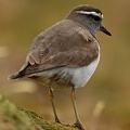 Rufous-chested Dotterel