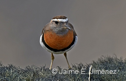 Rufous-chested Dotterel