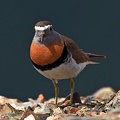Rufous-chested Dotterel