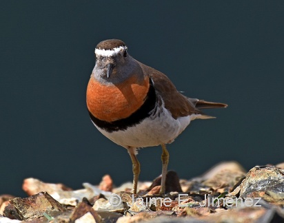 Rufous-chested Dotterel