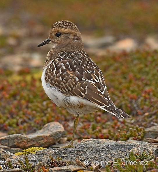Rufous-chested_Dotterel_juvenile_Charadrius_modestus_Cerro_Bandera_Navarino_Island_Chile.jpg
