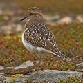 Rufous-chested Dotterel juvenile
