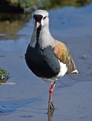 Southern Lapwing