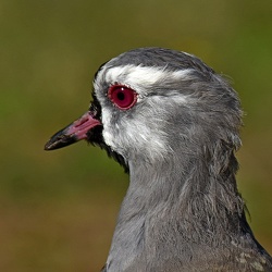 Vanellus chilensis