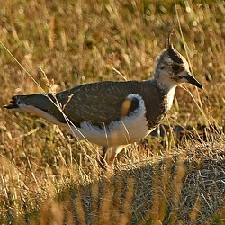 Vanellus vanellus