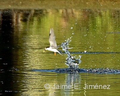 Least Tern