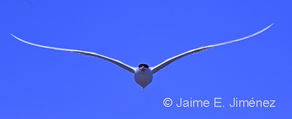 Royal Tern