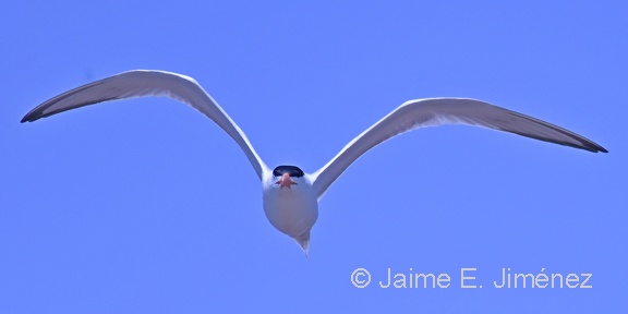 Royal Tern