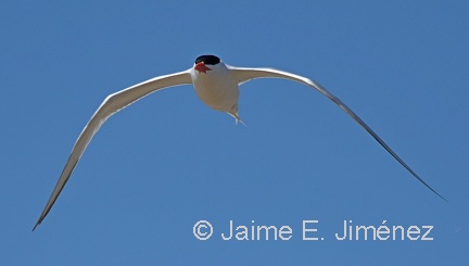 Royal Tern