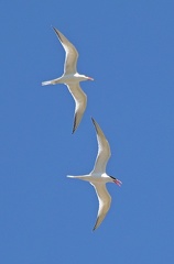 Royal Terns