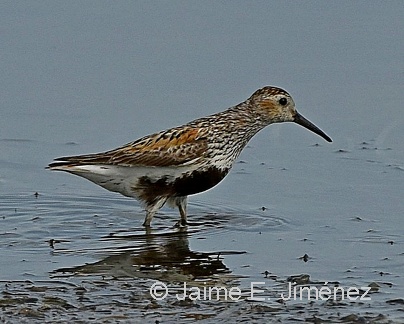 Dunlin