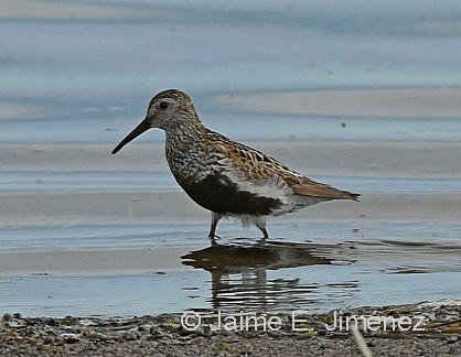 Dunlin