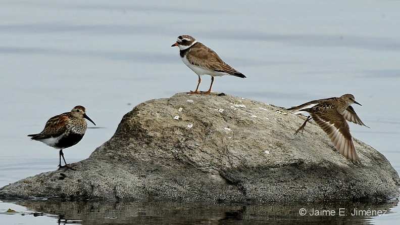 Dunlin_Calidris_alpina_Ringed_Plover_Charadrius_hiaticula_Temminck_s_Stint_Calidris_temminckii_Baltic_Sea_Sweden.jpg