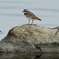 Dunlin, Ringed Plover, Temminck's Stint