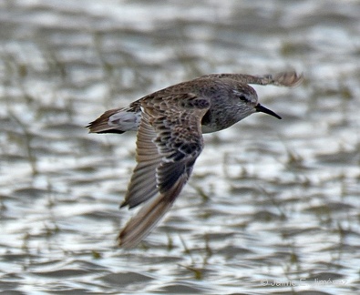 White-rumped Sandpiper
