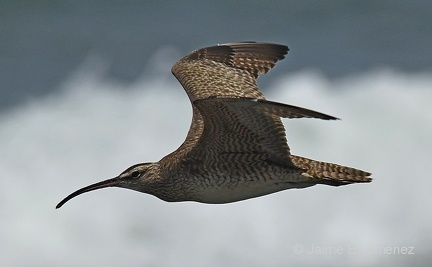 Hudsonian Whimbrel
