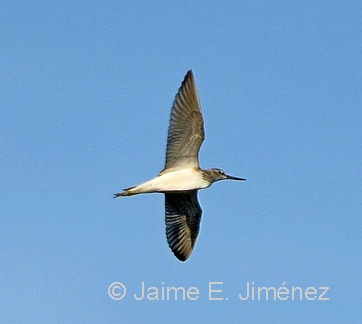 Common Greenshank