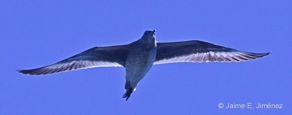 Parasitic Jaeger