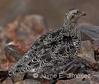 White-bellied Seedsnipe