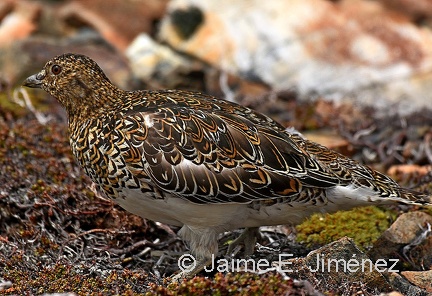 White-bellied Seedsnipe
