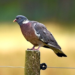 Columba