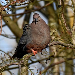 Columbiformes (Pigean and Doves)