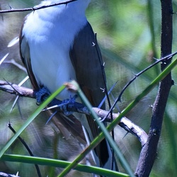 Cuculiformes (Cuckoos)