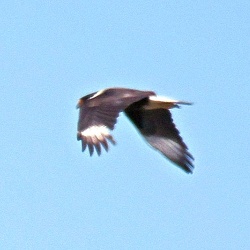Caracara
