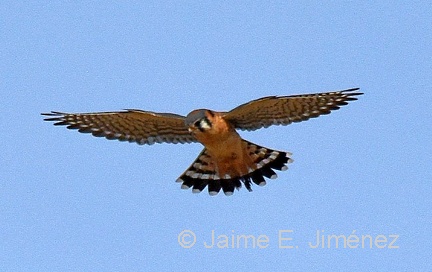 American Kestrel male