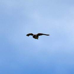 Falconiformes (Falcons and Chimangos)
