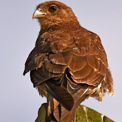 Falconiformes (Falcons and Chimangos)