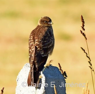 Chimango Caracara juvenile