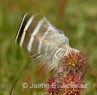 Upland Goose male feather