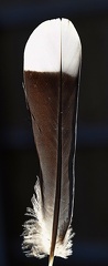 White-winged Dove feather