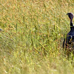 Galliformes (Quail)